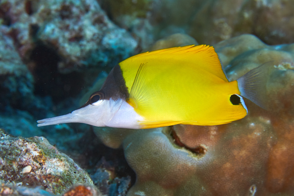 Butterflyfish - Longnose Butterflyfish