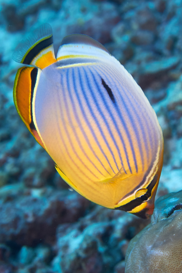 Butterflyfish - Melon butterflyfish