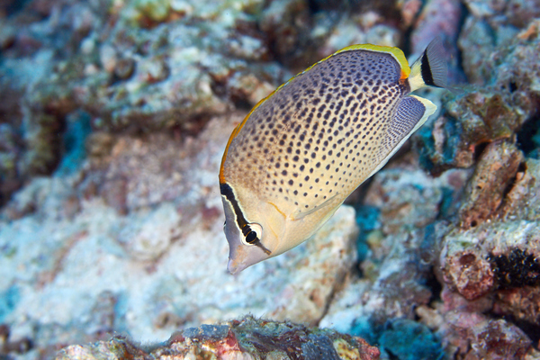 Butterflyfish - Peppered butterflyfish