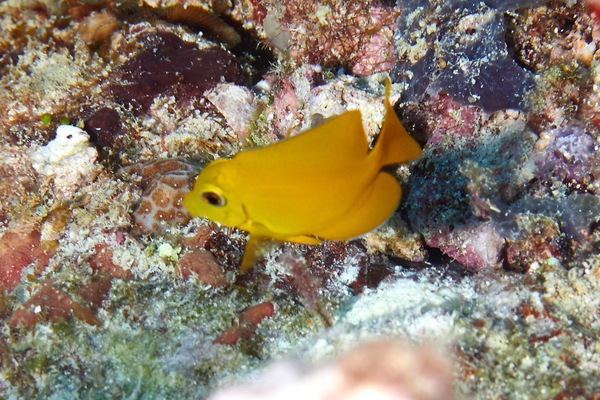 Surgeonfish - Yellow Tang