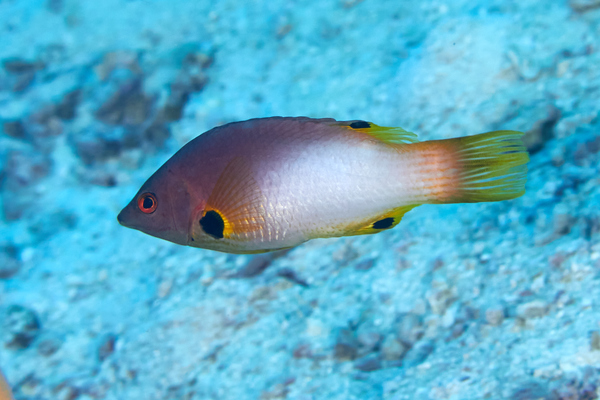 Hogfish - Axilspot Hogfish