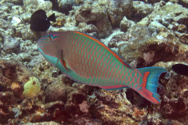 Parrotfish - Bicolour Parrotfish