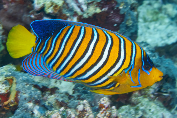 Angelfish - Royal Angelfish