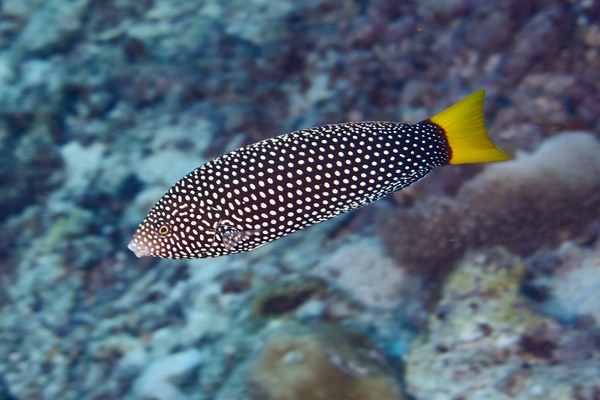 Wrasse - Yellowtail Wrasse