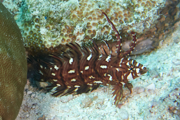 Wrasse - Rockmover Wrasse