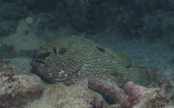 Groupers - Rock Hind