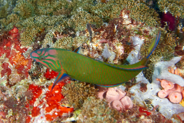 Wrasse - Crescent Wrasse