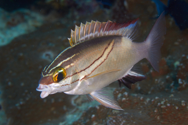 Breams - Two-lined Monocle Bream