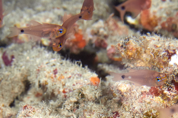 Cardinalfish - Narrow-lined Cardinalfish