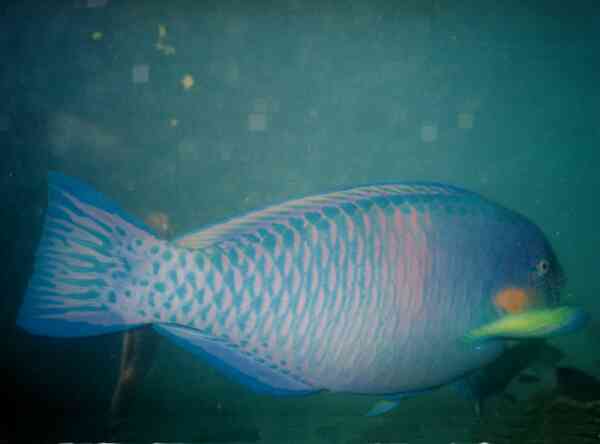 Parrotfish - Bicolour Parrotfish