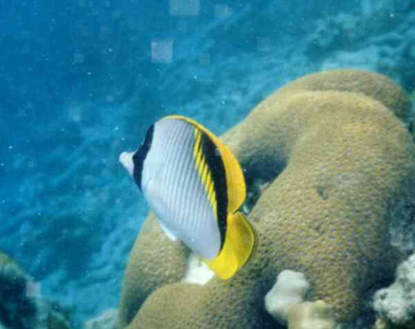 Butterflyfish - Lined Butterflyfish