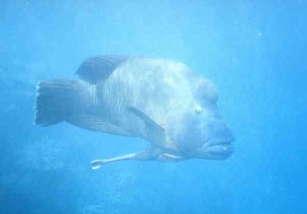 Wrasse - Humphead Wrasse