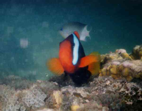 Damselfish - Dusky Anemonefish