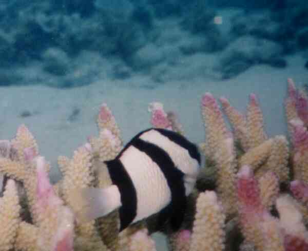 Damselfish - Banded Damselfish