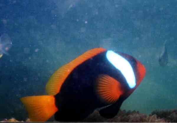 Damselfish - Dusky Anemonefish