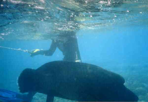 Wrasse - Humphead Wrasse