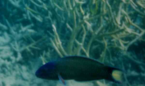 Wrasse - Crescent Wrasse