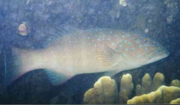 Groupers - Leopard Coral Grouper