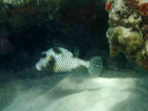 Trunkfish - Spotted Trunkfish