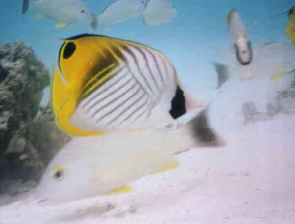 Butterflyfish - Threadfin Butterflyfish