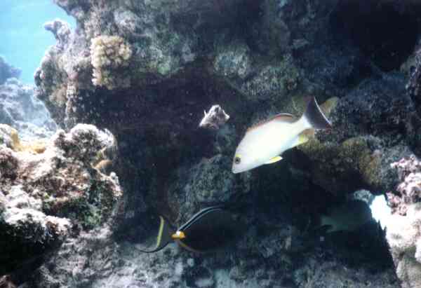 Snappers - Flametail Snapper