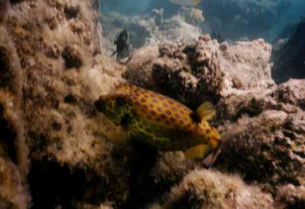 Trunkfish - Yellow Boxfish