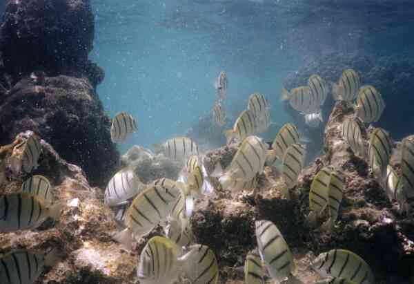 Surgeonfish - Convict Surgeonfish