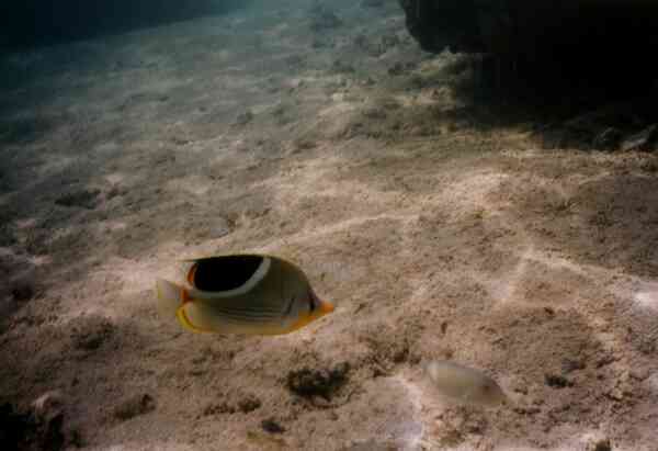 Butterflyfish - Saddled Butterflyfish