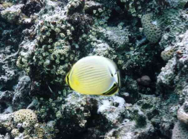 Butterflyfish - Exquisite Butterflyfish