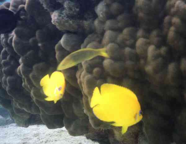 Lemonpeel Angelfish