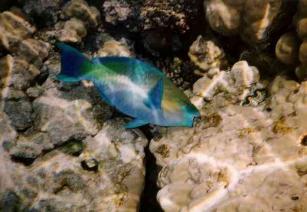 Parrotfish - Rusty Parrotfish Parrotfish - Rusty Parrotfish