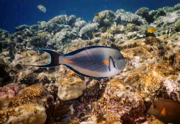Surgeonfish - Sohal Surgeonfish Surgeonfish - Sohal Surgeonfish