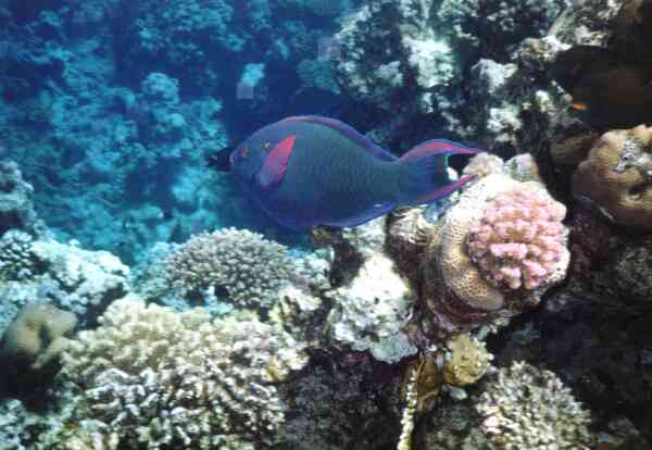 Parrotfish - Swarthy Parrotfish Parrotfish - Swarthy Parrotfish