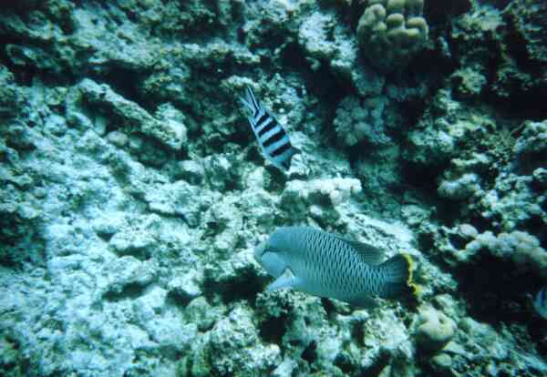 Damselfish - Scissortail Damselfish