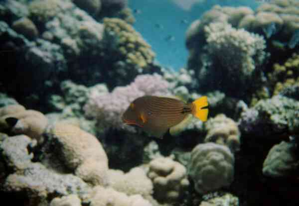 Triggerfish - Orange-striped Triggerfish Triggerfish - Orange-striped Triggerfish