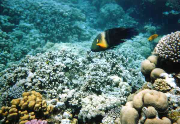 Wrasse - Broomtail Wrasse