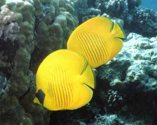 Butterflyfish - Masked Butterflyfish