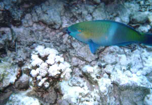 Parrotfish - Rusty Parrotfish