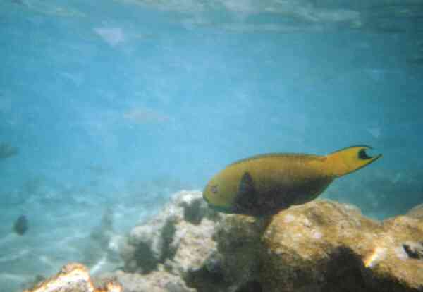 Parrotfish - Steepheaded Parrotfish