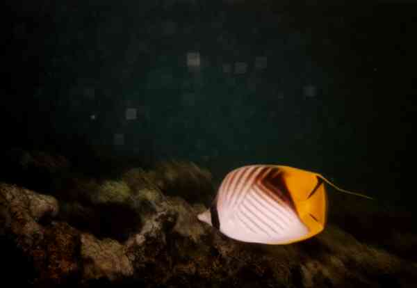 Butterflyfish - Threadfin Butterflyfish