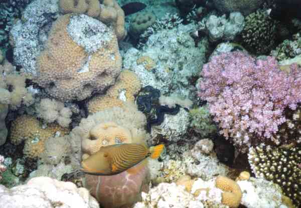 Triggerfish - Orange-striped Triggerfish Triggerfish - Orange-striped Triggerfish