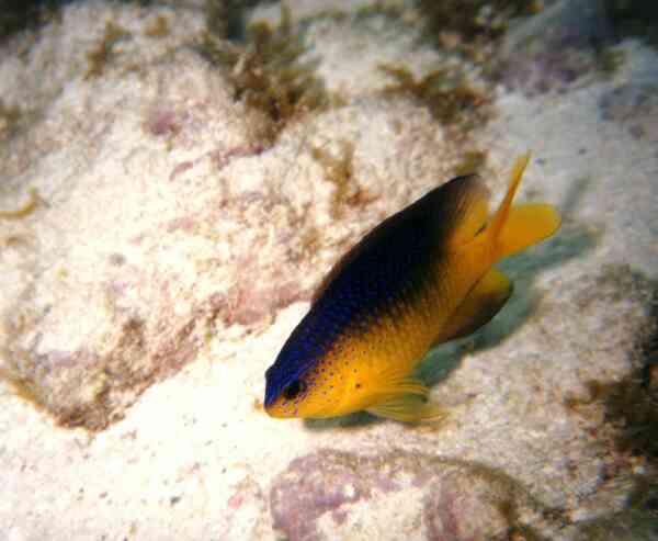 Damselfish - Beaugregory Damselfish