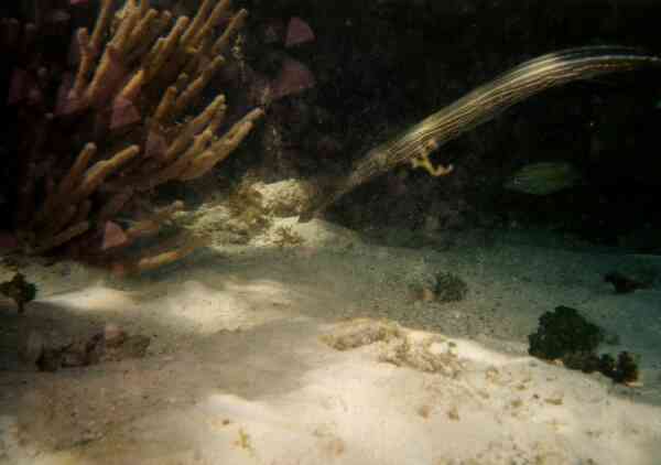 Trumpetfish - Trumpetfish