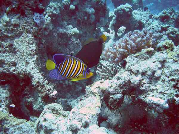 Angelfish - Royal Angelfish