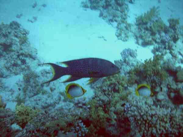 Groupers - Lunartail Grouper Groupers - Lunartail Grouper