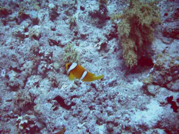 Damselfish - Red Sea Anemonefish
