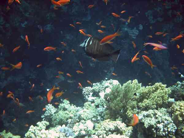 Surgeonfish - Desjardini Sailfin Tang Surgeonfish - Desjardini Sailfin Tang