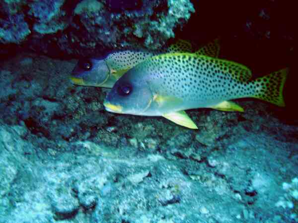 Blackspotted Sweetlips