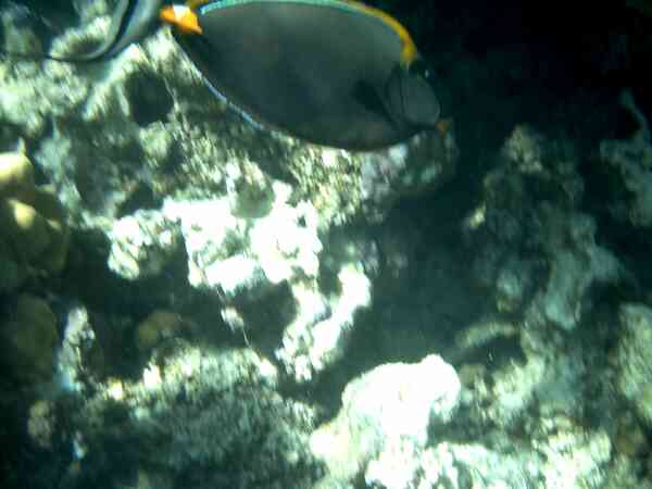 Surgeonfish - Elegant Unicornfish Surgeonfish - Elegant Unicornfish