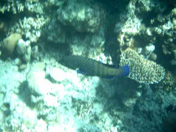 Groupers - Peacock Grouper